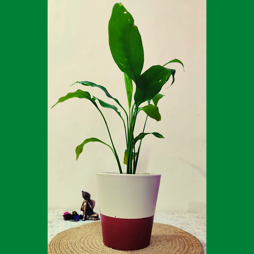 Homefrills Handpainted Ceramic planters Pots for Indoor & outdoor Home, Garden, Office Decor, Balcony Planters pot Gamla Size- 15 cm Colour- White & Puce